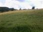 užovka hladká (4.6.2013)